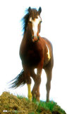 Mustang Silhouette découpée