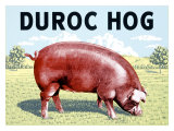 Duroc Hog Giclée-tryk