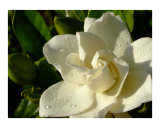 Gardenia with morning dew Photographie par Olga Curd
