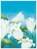 Wild Lilies Prints by Alicia Sloan