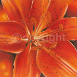 Ray of Orange Posters by Arkadiusz Warminski