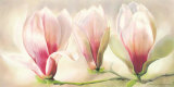Magnolia Soulangiana Arte por Annemarie Peter-jaumann