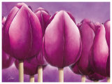 Sleeping Tulips I Posters by Alicia Sloan Sleeping Tulips I Posters by Alicia Sloan