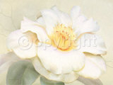 Camellia Elegance Posters par Annemarie Peter-jaumann