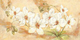 Bella Lady Prints by Amelie Parker