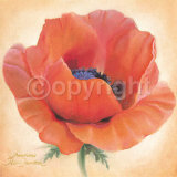 Papaver Aladin Posters by Annemarie Peter-jaumann