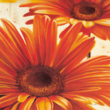 Shining Gerbera Posters par Arkadiusz Warminski