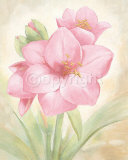 Amaryllis Prints by Angela Bionda