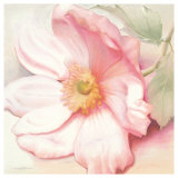 Anemone Monte Rosa Posters by Annemarie Peter-jaumann