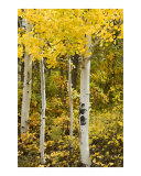 Golden Aspens Photographic Print by Linda Armstrong