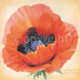 Papaver Orientale Prints by Annemarie Peter-jaumann