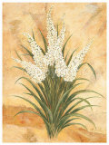 White Surprise Posters by Amelie Parker