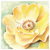 Wild Yellow Roses Poster by Arkadiusz Warminski