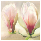 Magnolia Soulangiana Poster by Annemarie Peter-jaumann