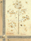 Lunaria Annua I Plakat av Beatrice