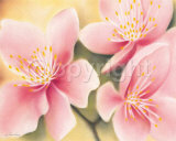 Dainty Apple Blossoms Posters par Caroline Wenig
