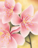 Delicate Apple Blossoms Prints by Caroline Wenig