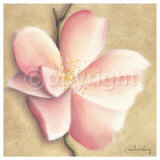 Apple Blossom II Poster par Caroline Wenig