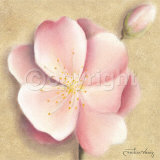 Apple Blossom III Posters by Caroline Wenig