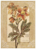 Helleborus Posters by Vivien White