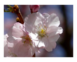 Cherry Blossom Photographic Print by Mary Lane