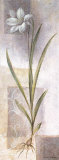 Lilium Prints by Vivien White