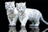 White Tiger Foto White Tiger Foto