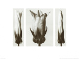 Convolvulus Sepium and Campunala Medium, White Hedge Bindweed and Bellflower Art by Karl Blossfeldt