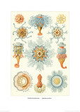 Night-Animal Fungus, Tablet 17, c.1899-1904 Plakater af Ernst Haeckel Night-Animal Fungus, Tablet 17, c.1899-1904 Plakater af Ernst Haeckel