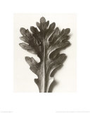Chrysanthemum Segetum, Feverfew Affiches par Karl Blossfeldt