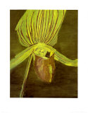 Orchid, c.1998 Posters by Luc Tuymans