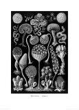 Ernst Haeckel - Nocturnal Fungus, Tablet 17, c.1899-1904 - Poster Ernst Haeckel - Nocturnal Fungus, Tablet 17, c.1899-1904 - Poster