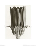 Dimorphoteca Aurantiaca, Marigold Affiche par Karl Blossfeldt