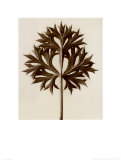 Eryngium Bourgatii, Eryngo Prints by Karl Blossfeldt