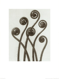 Adiantum Pedatum, Hair Fern Posters by Karl Blossfeldt