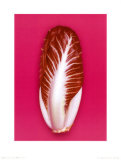 Radicchio, 2001 Prints by Kit 