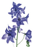 Delphiniums Affiches par Caroline Purday