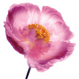 Pink Poppy Art by Ian Winstanley