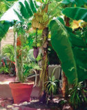 Banana Tree Print by David Van Hulst
