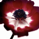 Red Flower Posters by Ian Winstanley
