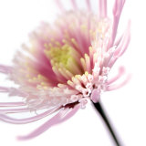 Pink Flower Posters by Ian Winstanley
