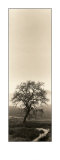 Valley Oak Tree Prints by Alan Blaustein Valley Oak Tree Prints by Alan Blaustein