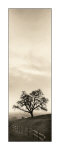 Sentinel Oak Tree Prints by Alan Blaustein Sentinel Oak Tree Prints by Alan Blaustein