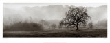 Meadow Oak Tree Prints by Alan Blaustein Meadow Oak Tree Prints by Alan Blaustein