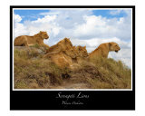 Serengeti Lions Photographie par J Wayne Pinkston