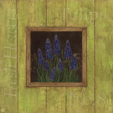 Grape Hyacinths Prints by Stephanie Marrott