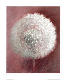 Dandelion Clock II Poster von Elisabeth Verdonck