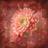 Dahlia II Print by Tom Collicott