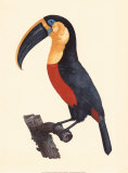 Le Grand Toucan Giclee Print by Jacques Barraband