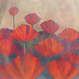 Poppies II Posters por Robert Holman Poppies II Posters por Robert Holman